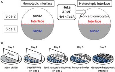 Proarrhythmic Electrical Remodeling by Noncardiomyocytes at Interfaces With Cardiomyocytes Under Oxidative Stress